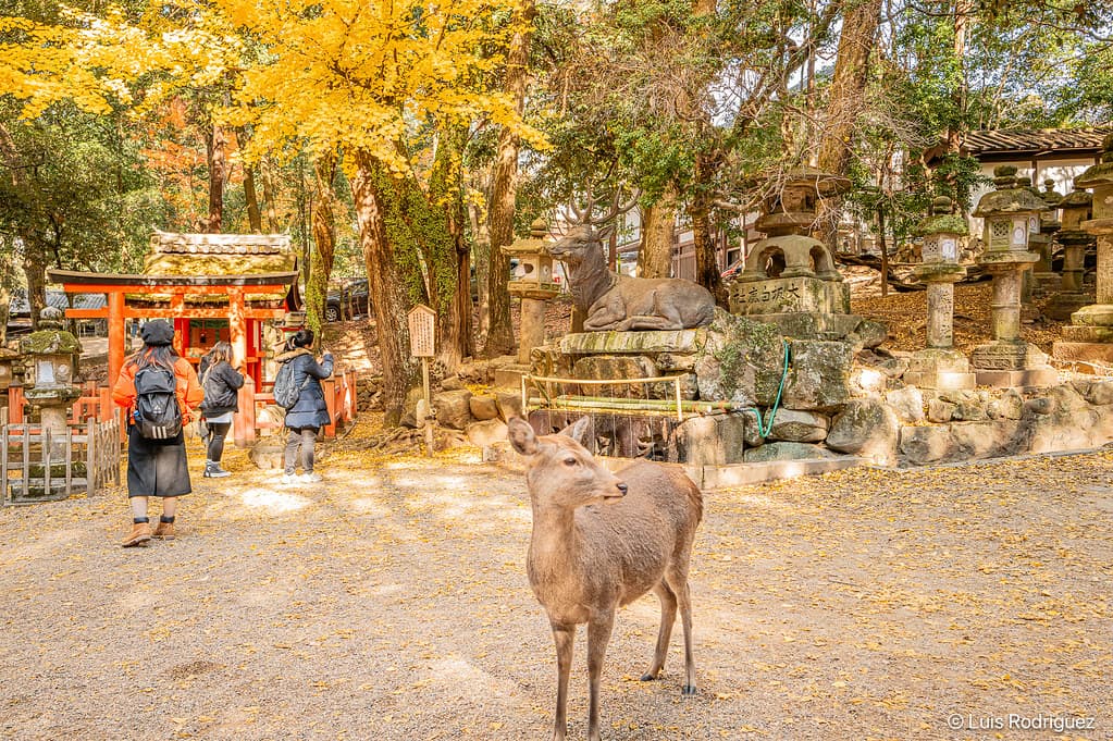 Nara, Japan